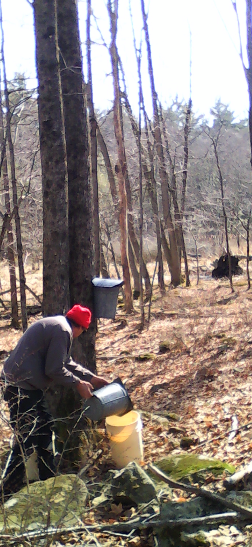 Person collecting sap from a tree in a forest during spring, using a bucket and pouring it into a white container on the ground, surrounded by bare trees and fallen leaves.